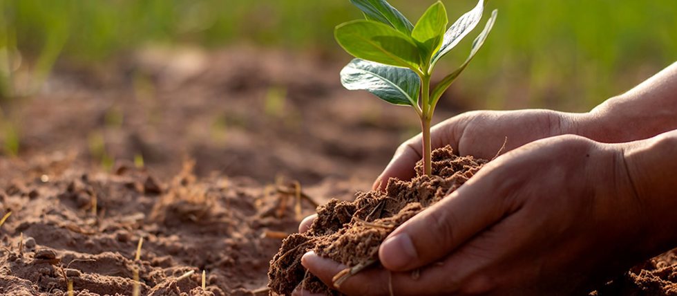 MERKUR UK 360 Program funds the planting of 25,000 trees