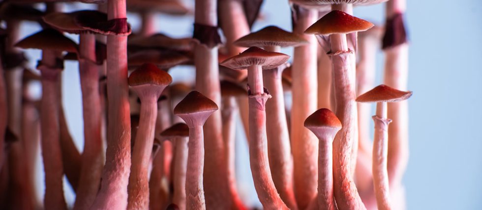 Magic Mushrooms Clinical Trial