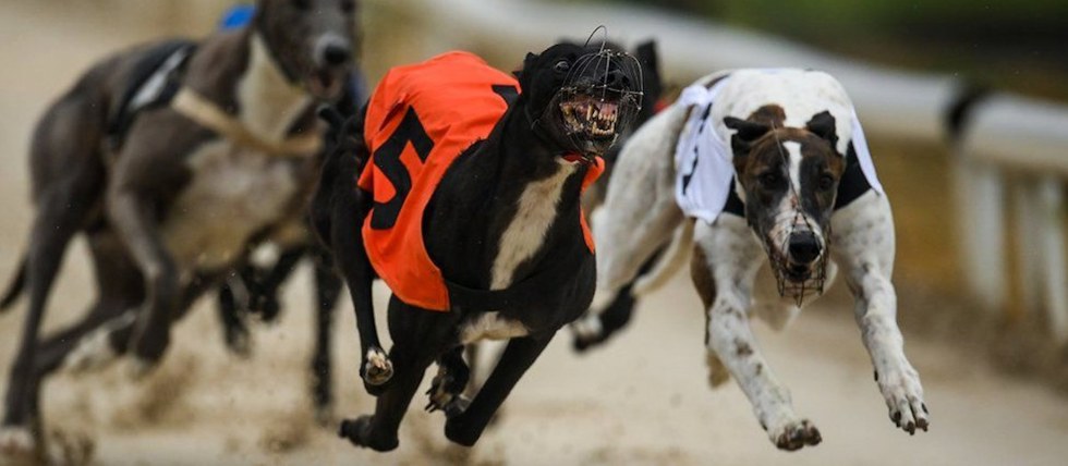 Greyhound racing gambling regulation concerns