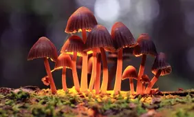 Study to test treating gambling addiction with psilocybin