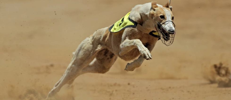 Wales moves to ban greyhound racing after public consultation